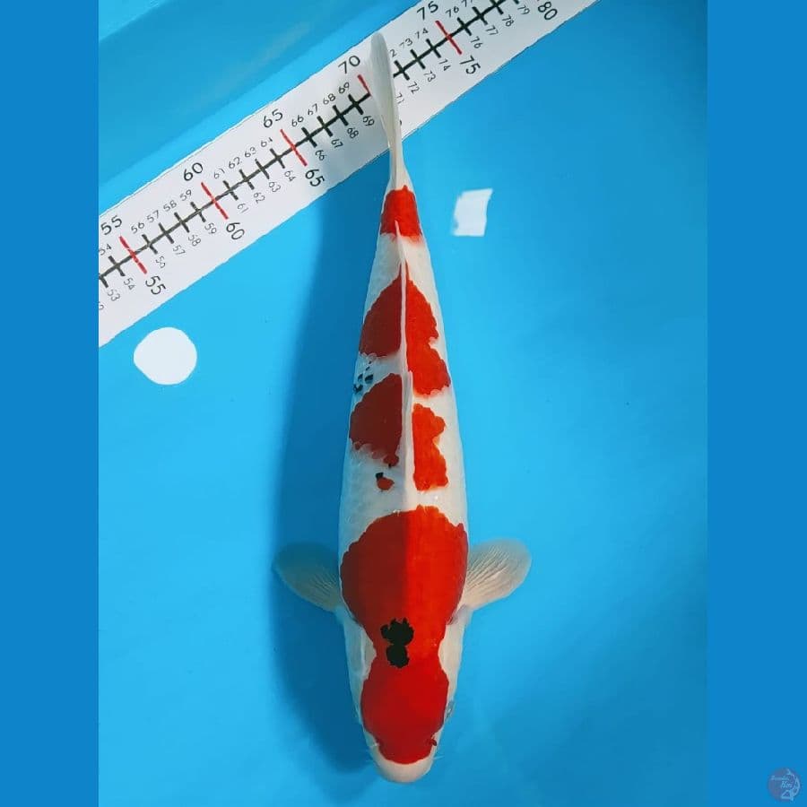 Sanke 36cm