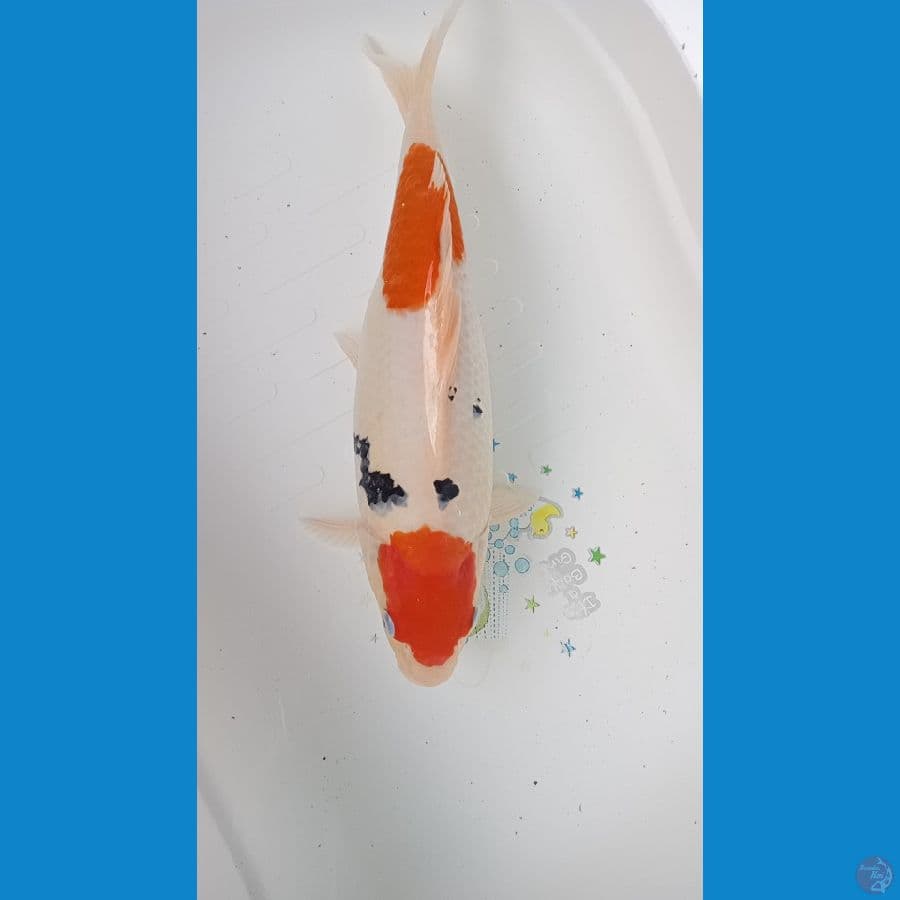 sanke 36 cm