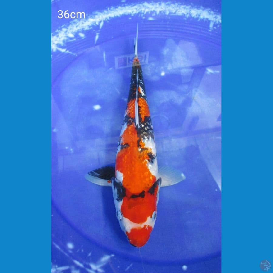 SHOWA GINDRIN 36CM