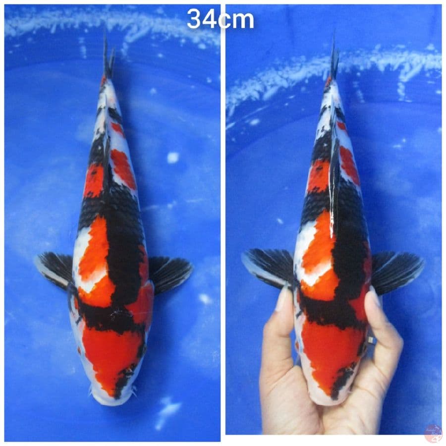 SHOWA 34CM