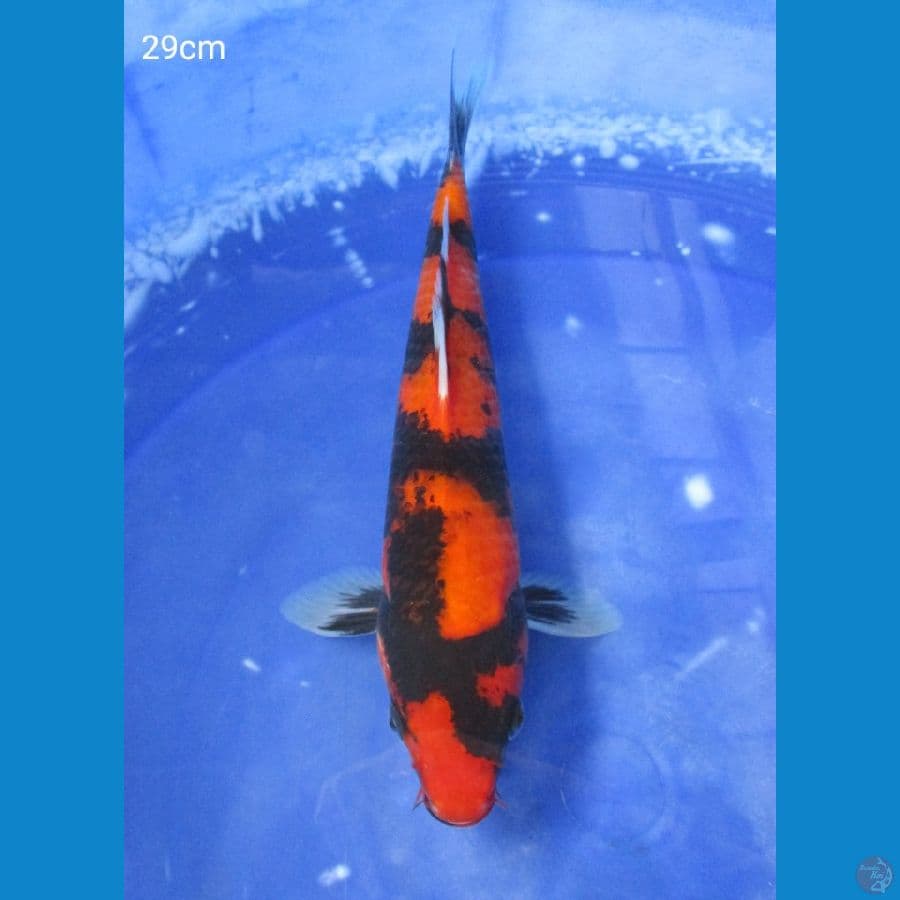 HI SHOWA 29CM