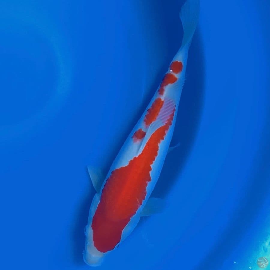 HQ Kohaku 38cm