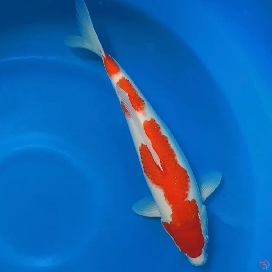 Sandan Kohaku 35cm