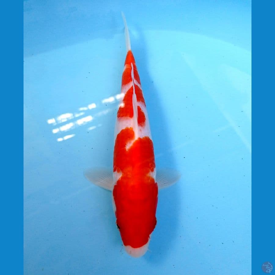 kohaku 23