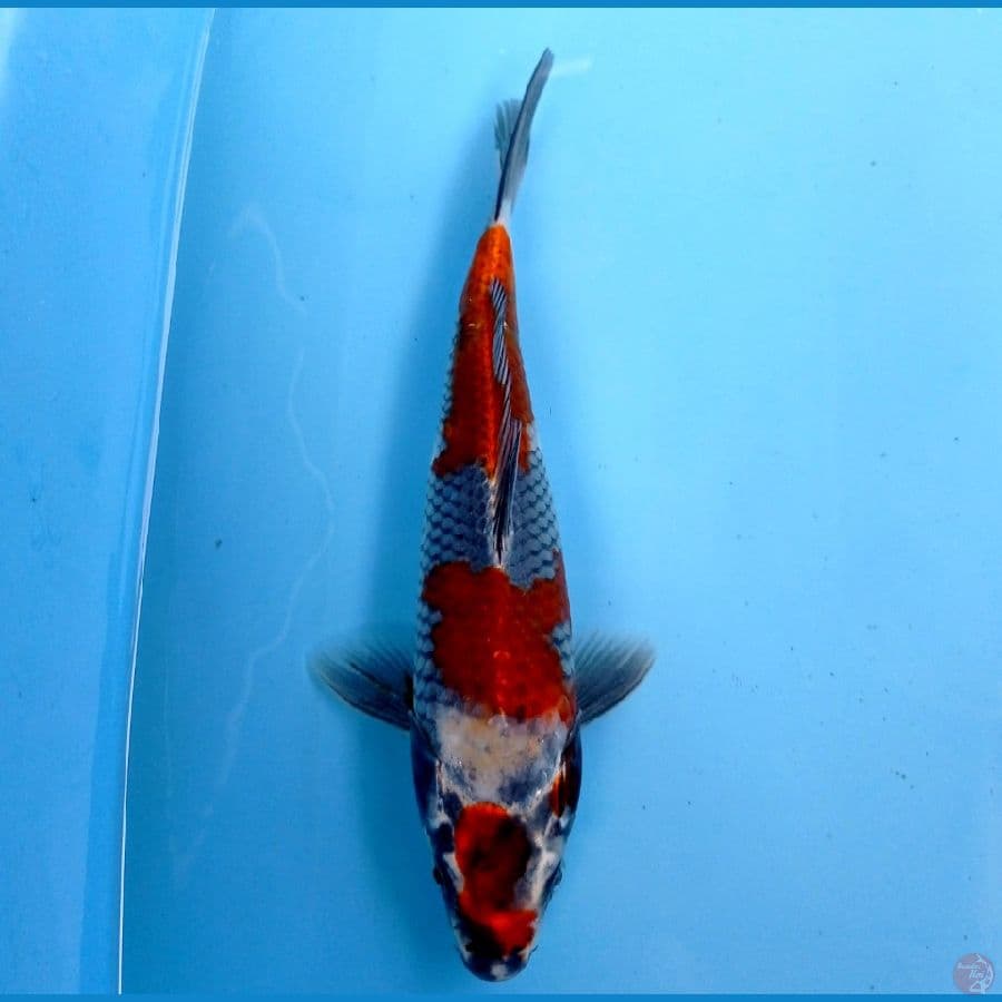 kage showa 24cm
