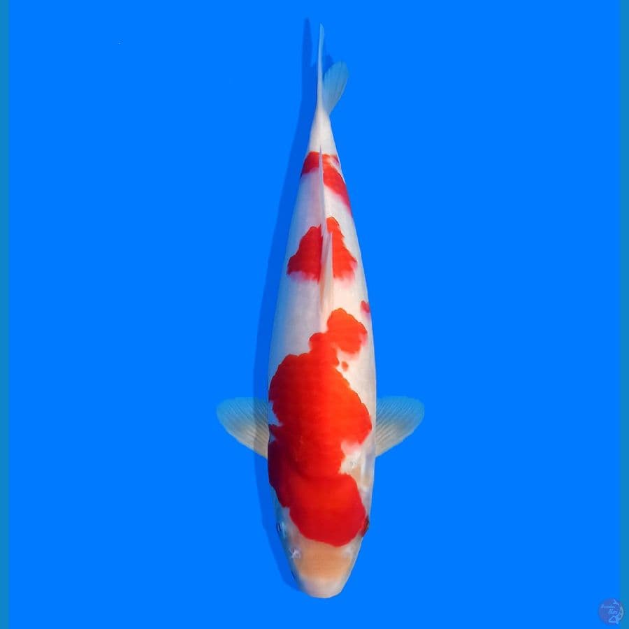 KOHAKU