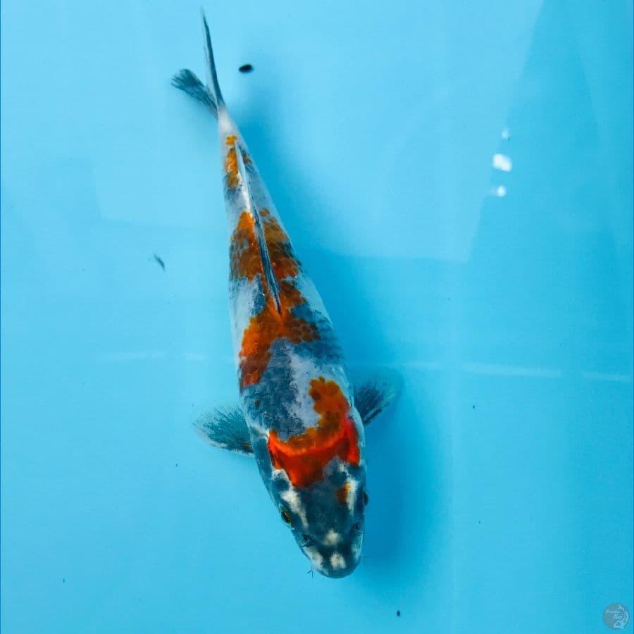 showa, 18 cm