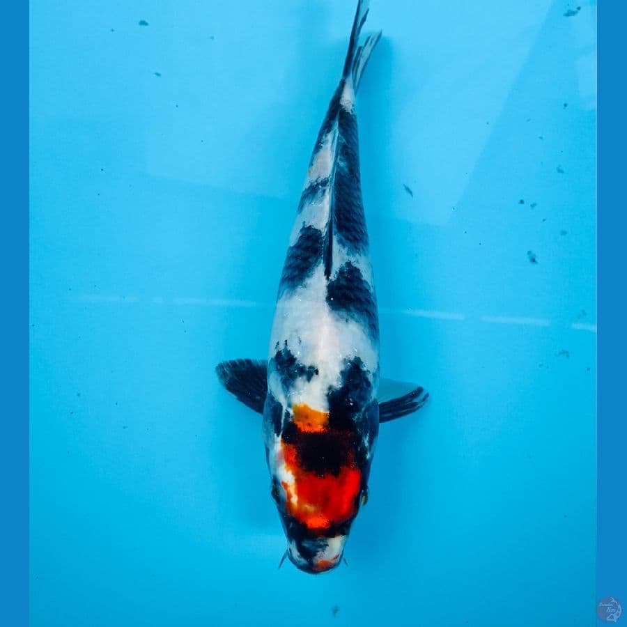 tancho showa, 25 cm