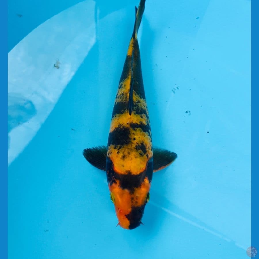 hi utsuri, 22 cm