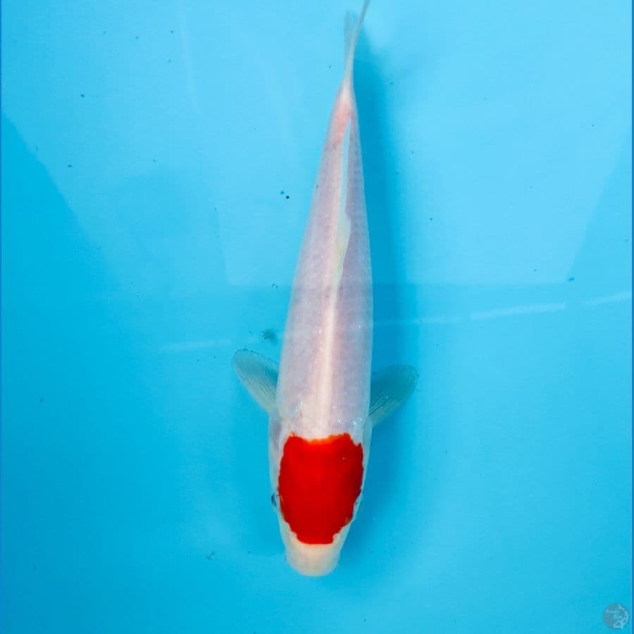 tancho kohaku, 21 cm