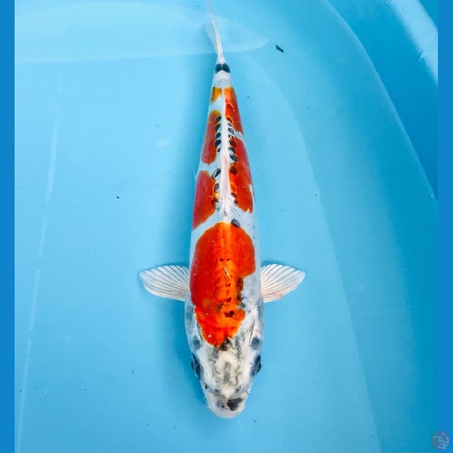 kujaku doitsu, 30 cm