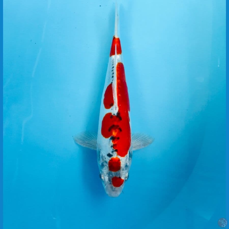 beni kiko, 25 cm
