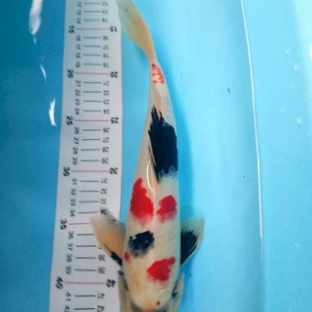 Showa kindai 32 cm