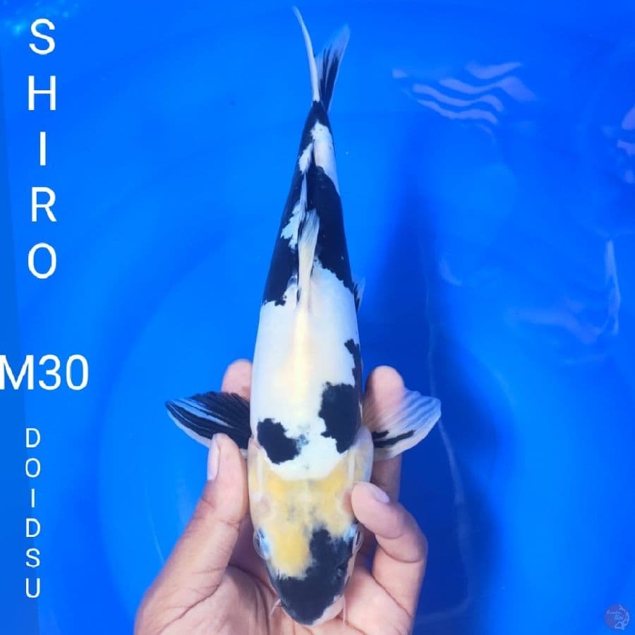 SIRO DOIDSU M30