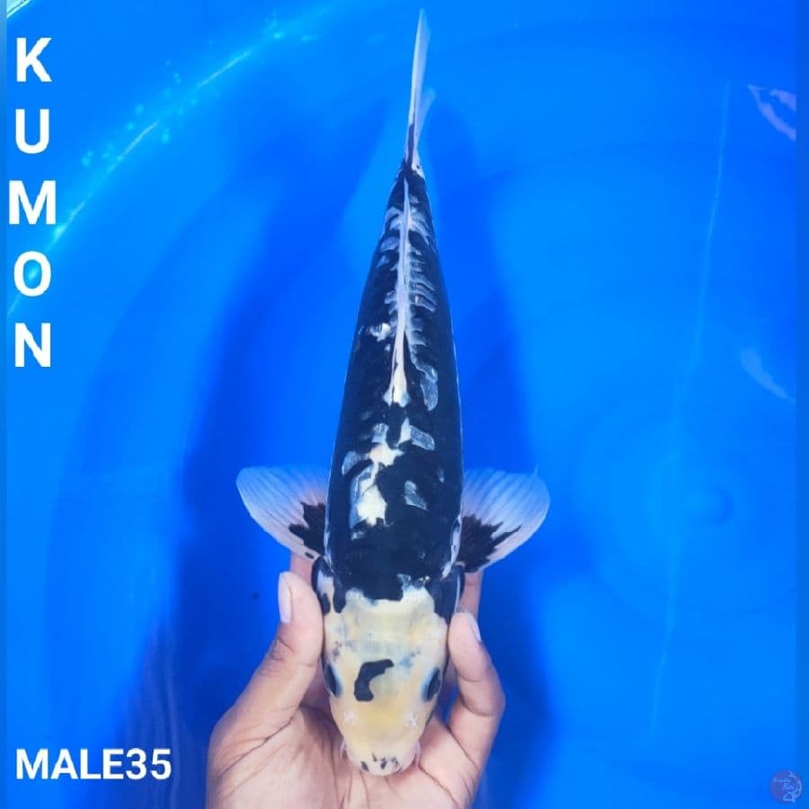 KUMON M35