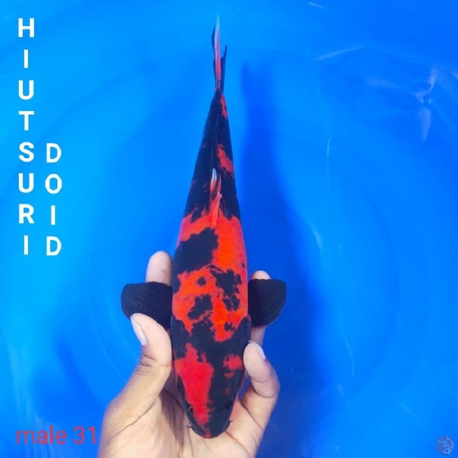 doidsu HIUTSURI M31