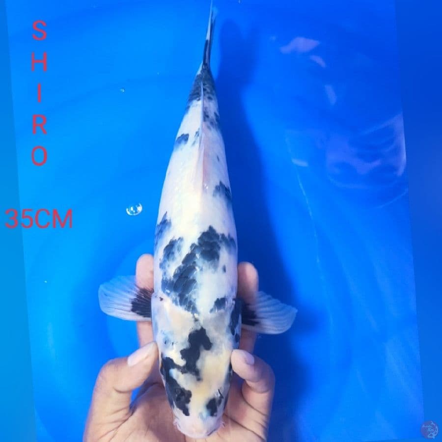 SHIRO tategoi motogoro 35