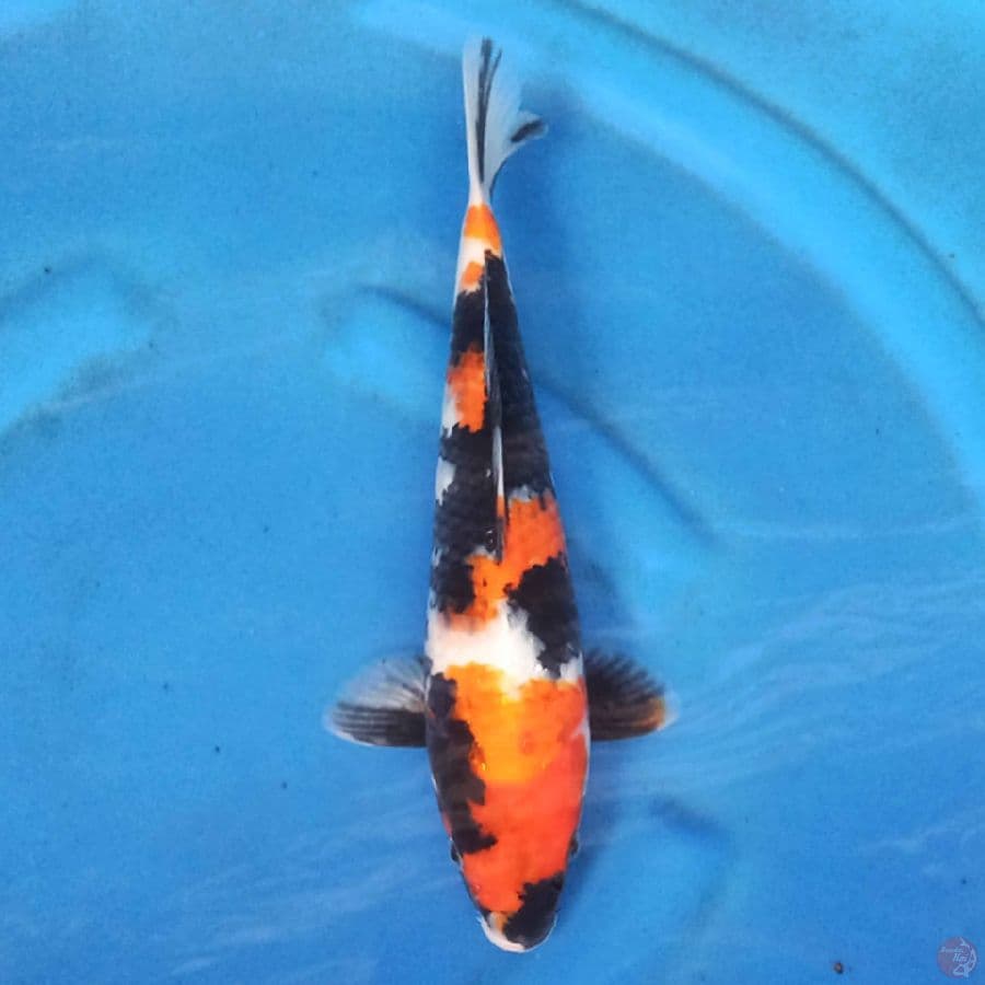 Showa Prospek 29cm