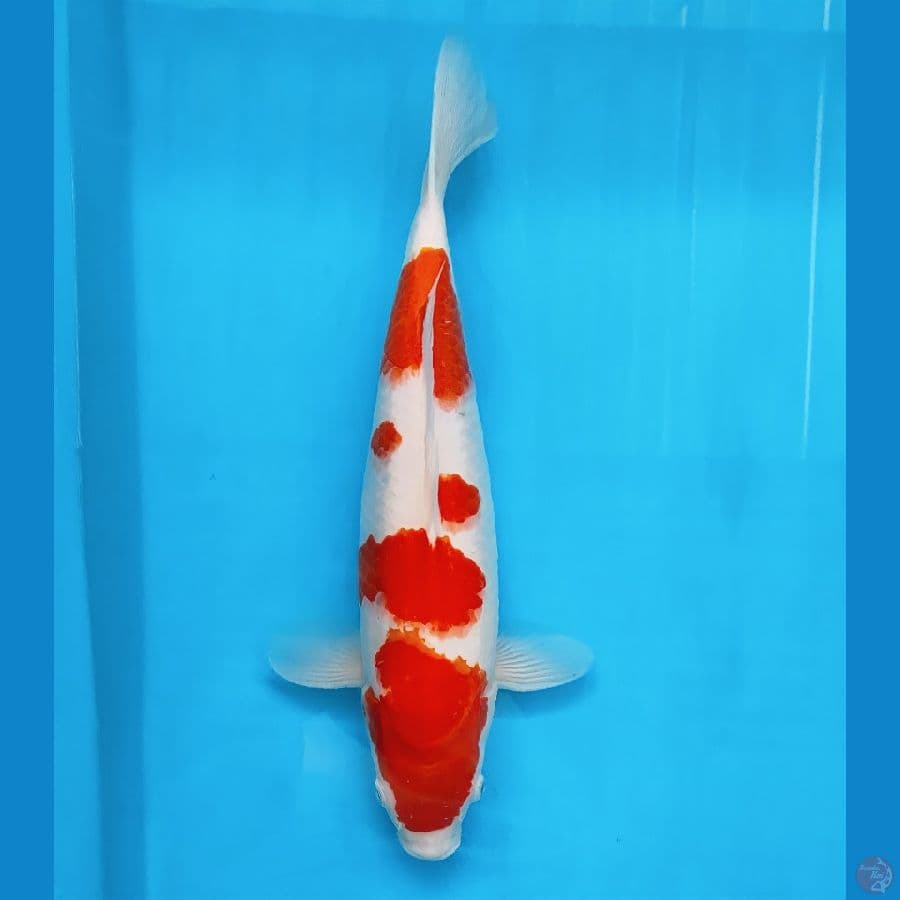 kuhaku 39cm/f