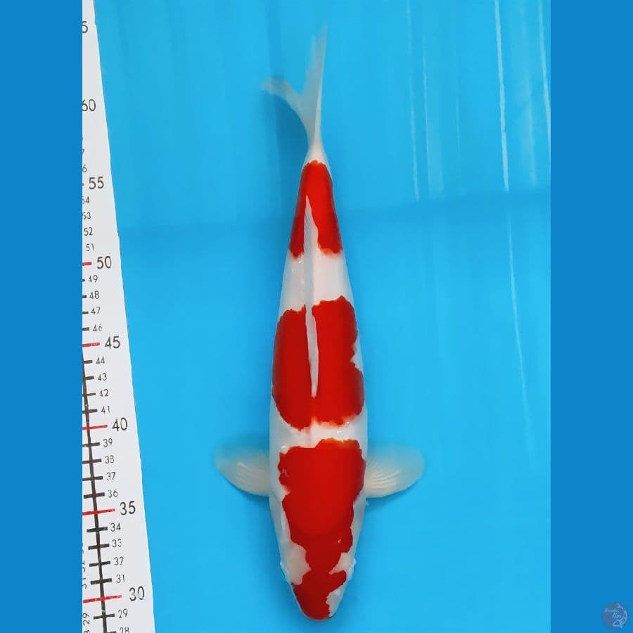 kuhaku strong 33cm/m