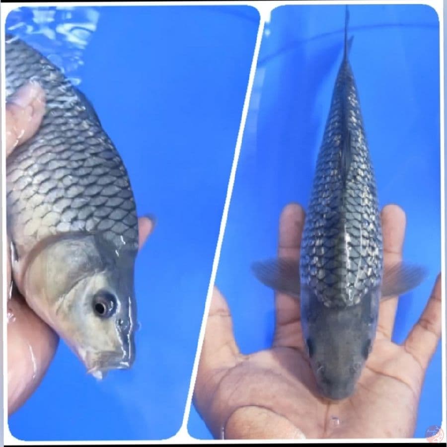 SORAGOI GINDRIN PUNUK