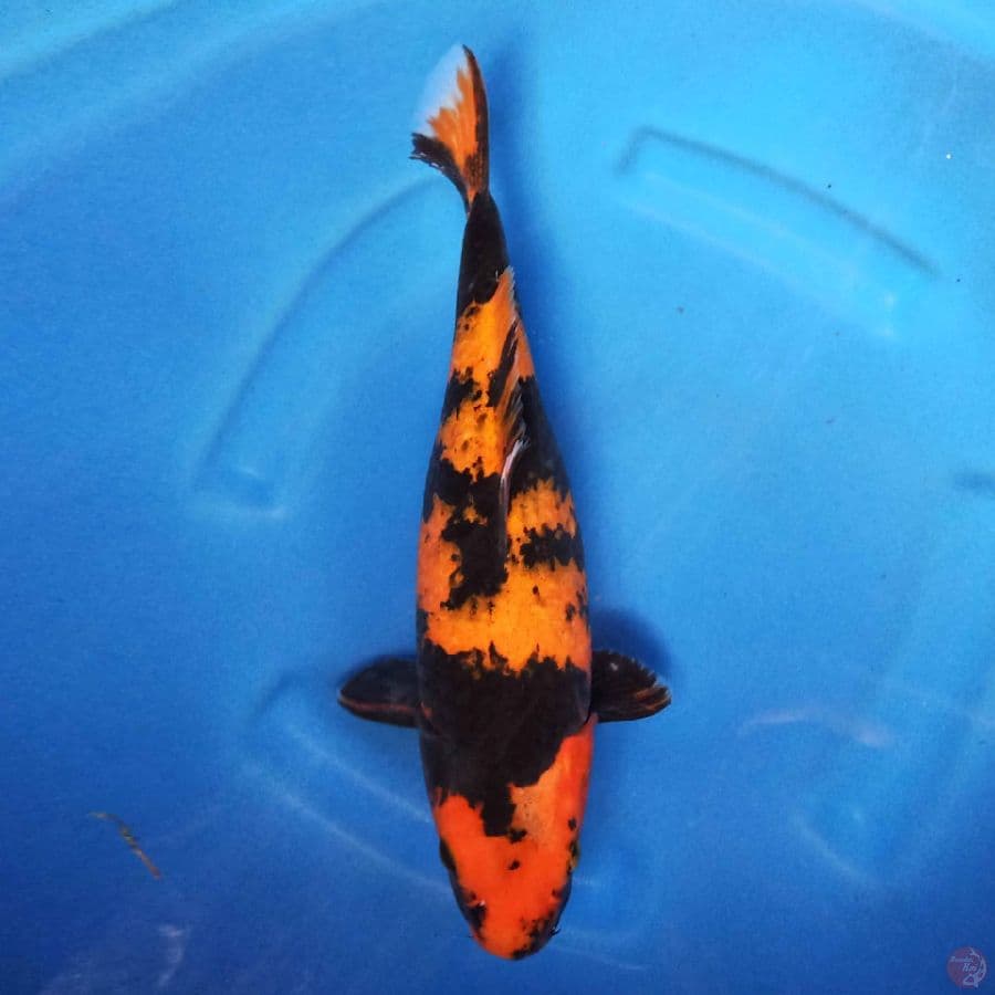 Hi Showa 32cm