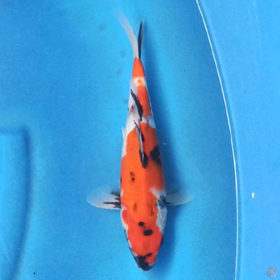 Showa 24cm