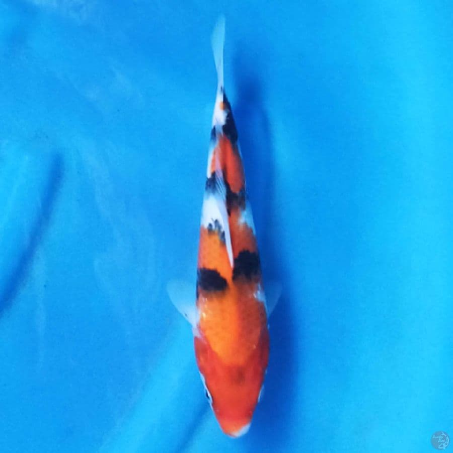 Showa 25cm