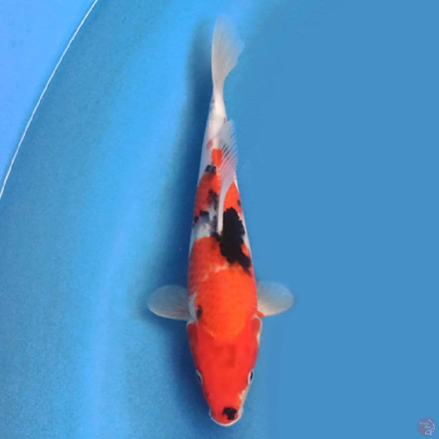 Showa 25cm