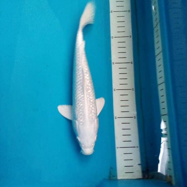 Platinum Ginrin