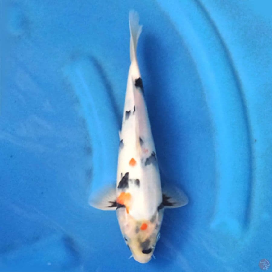 Kindai Showa 25cm