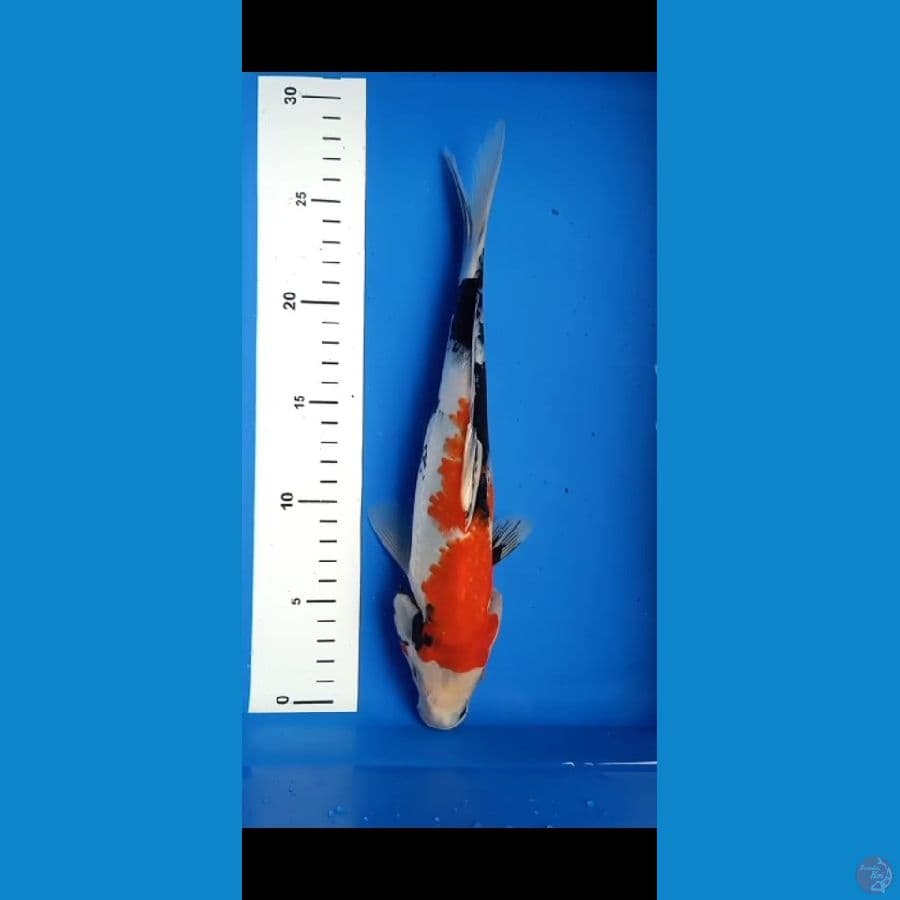 showa 28cm