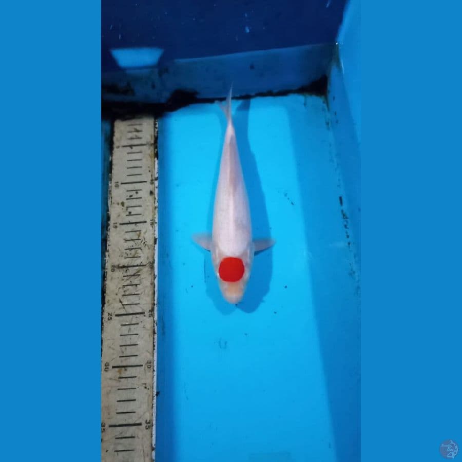 Tancho 27cm