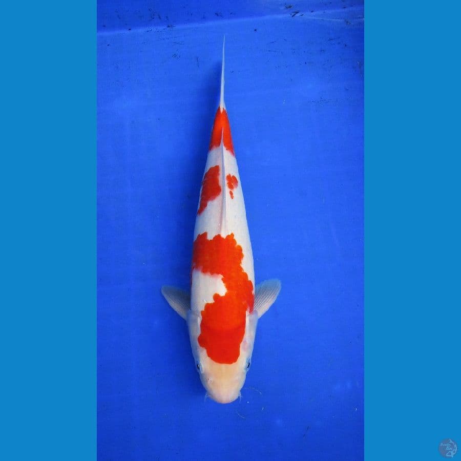kohaku ±35cm halusss