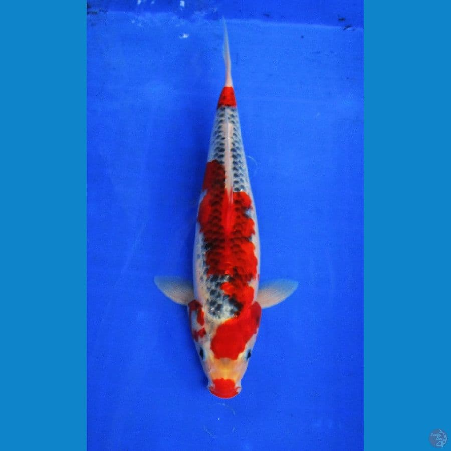 goshiki merah ±35cm
