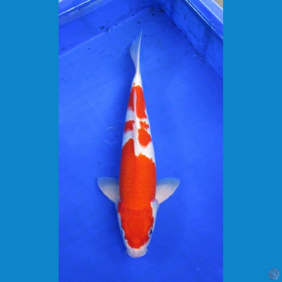 kohaku ±34cm