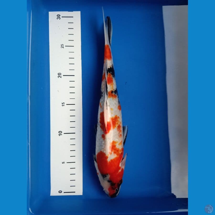 showa 30cm