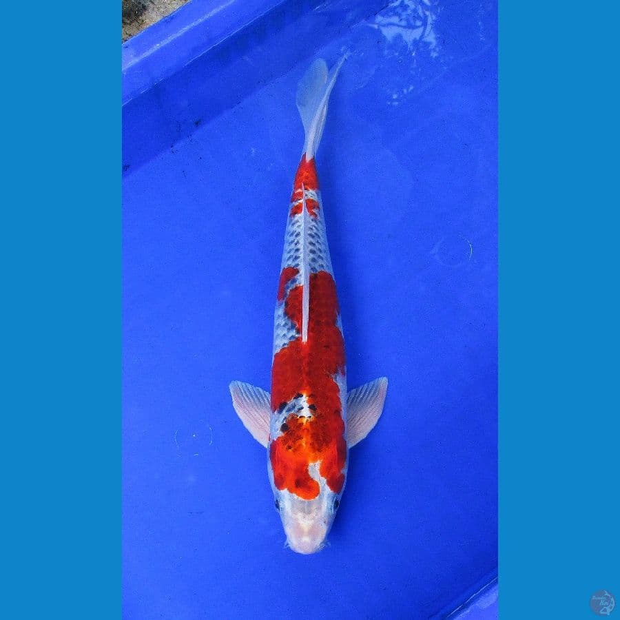 goshiki ±36cm