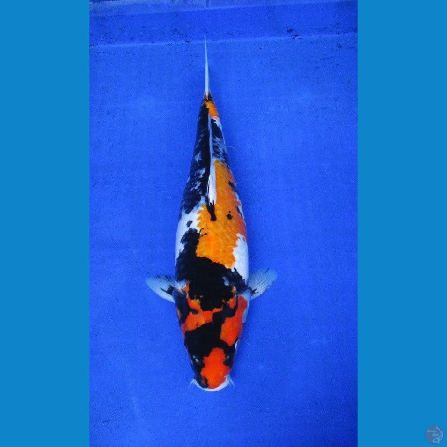 showa sansoku ±40cm