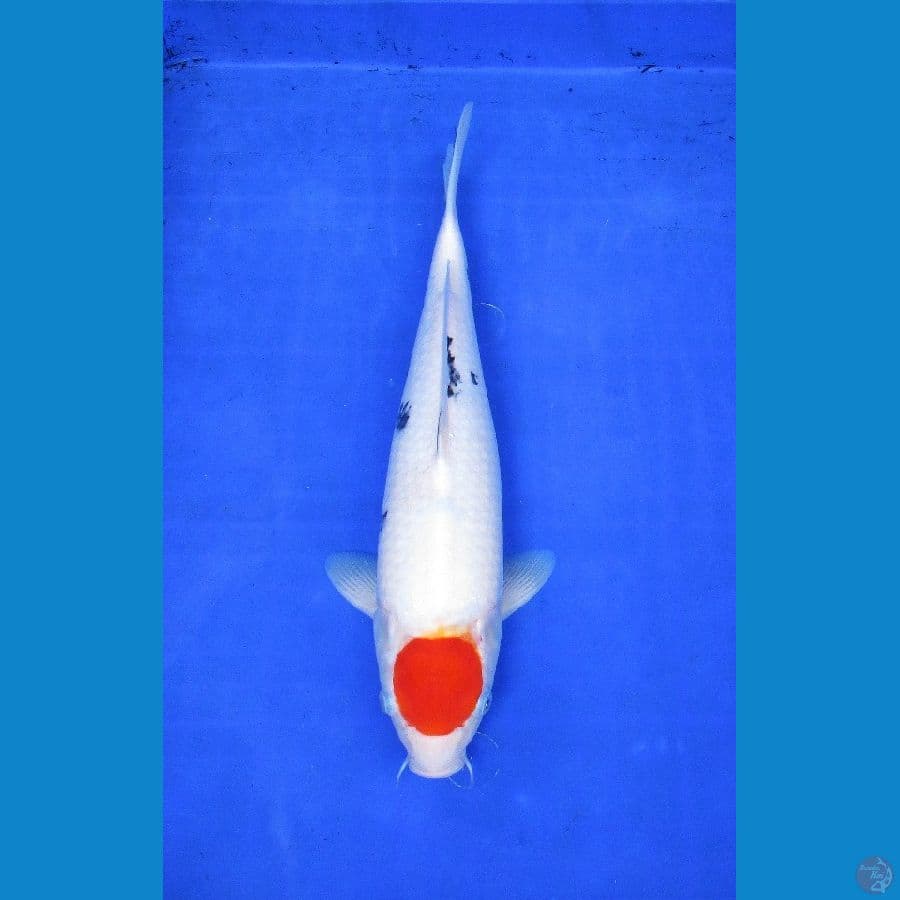 tancho ±35cm