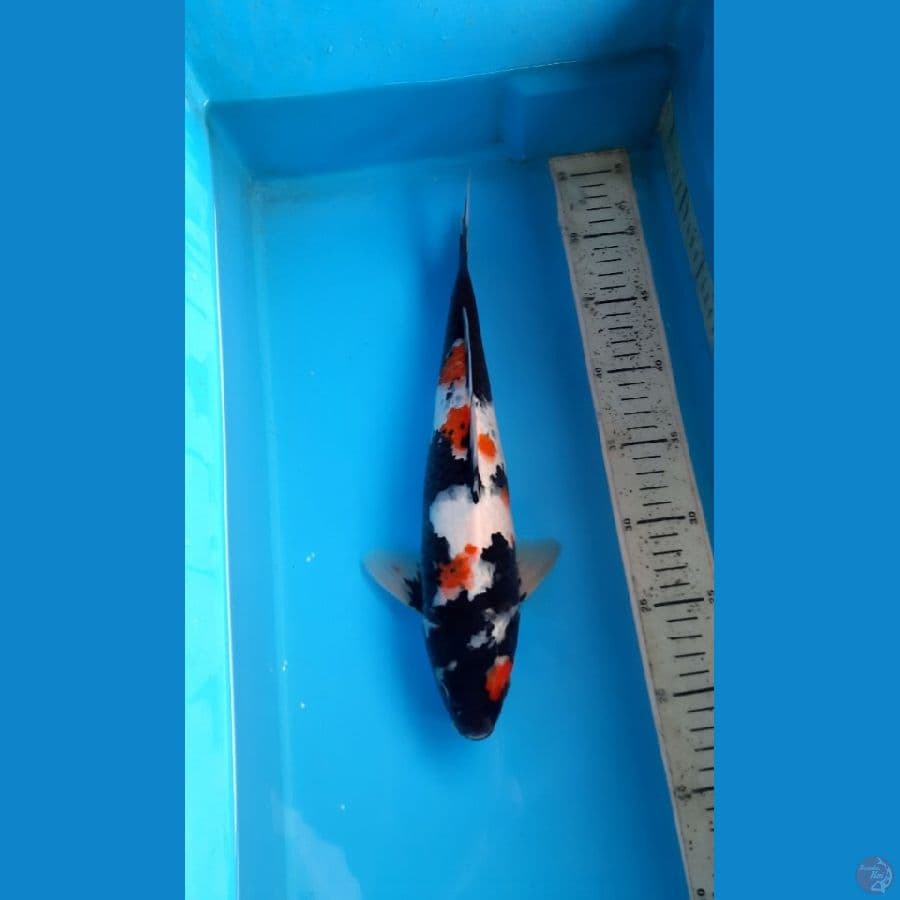 showa 34cm Male