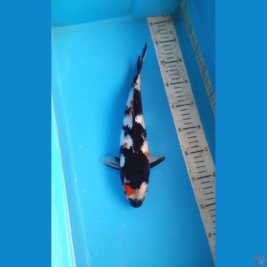Showa 31cm female