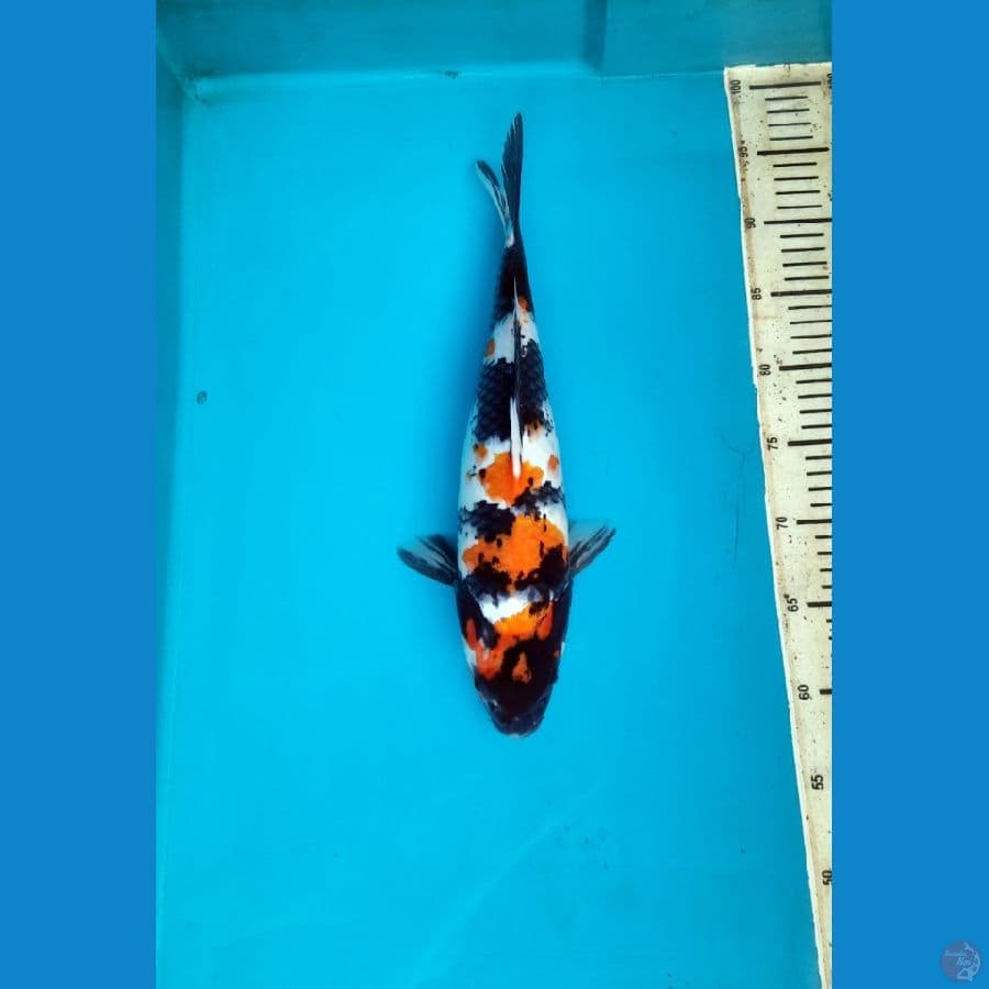 Showa 37cm female 