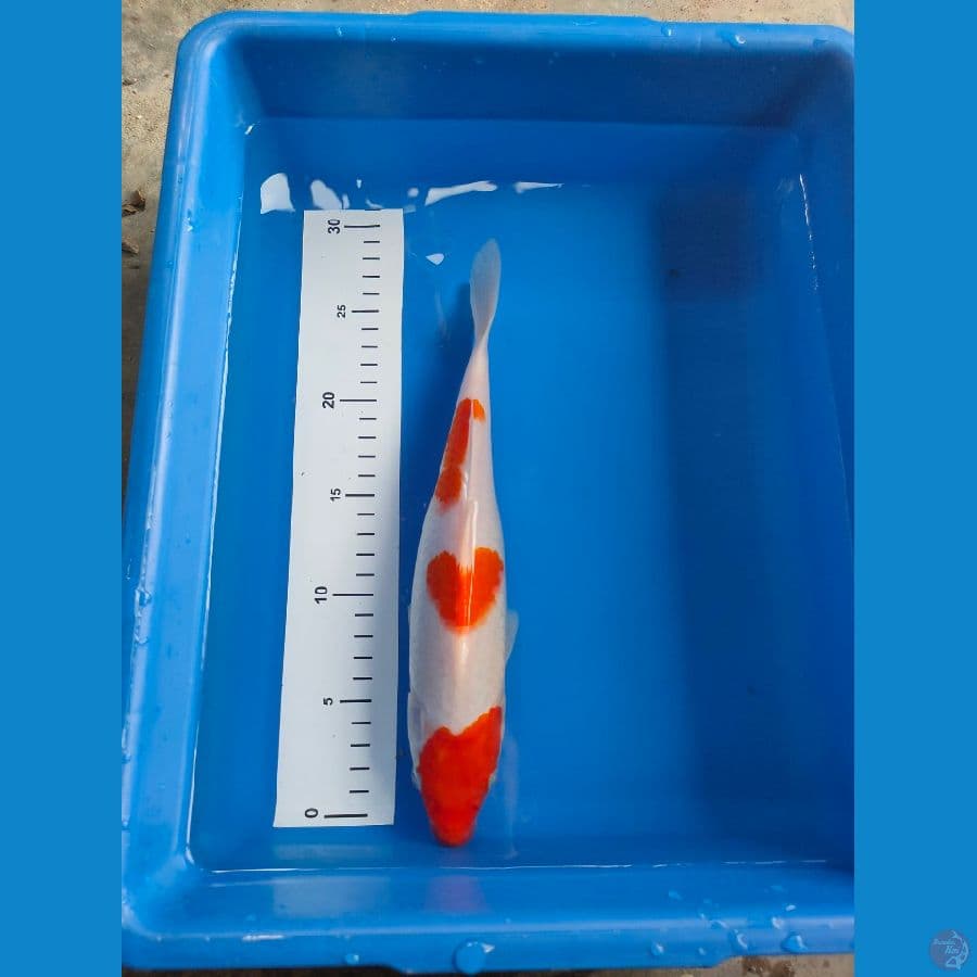 kohaku motif love 28 cm