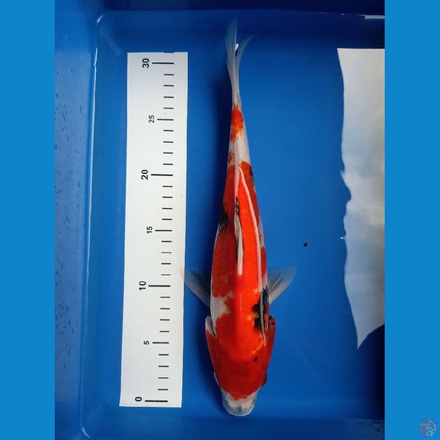 showa 31cm