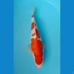 kohaku 