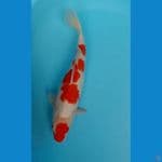 kohaku 40 cm