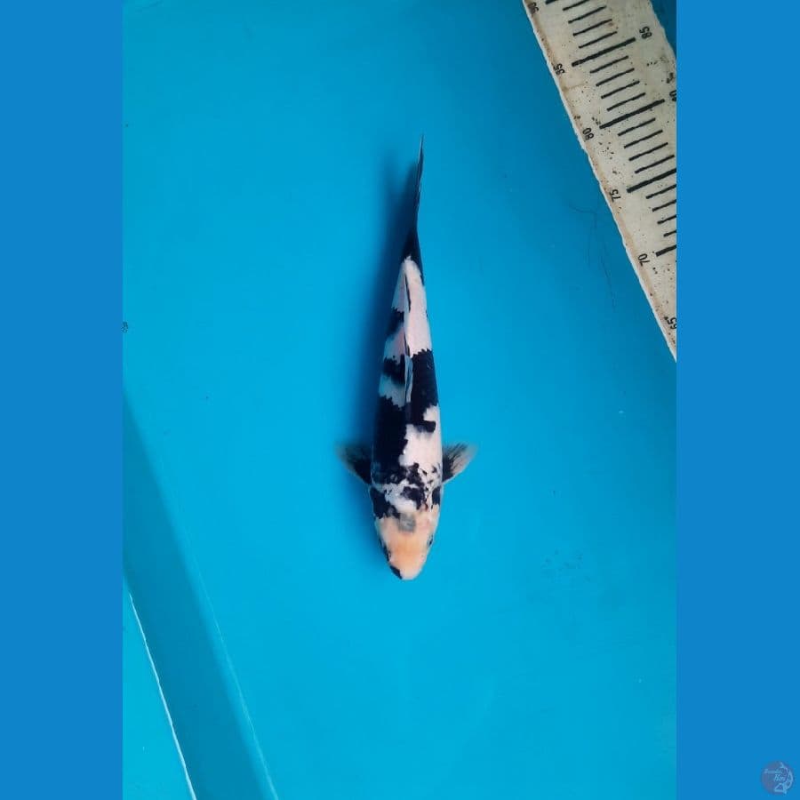 Shiro 29cm male