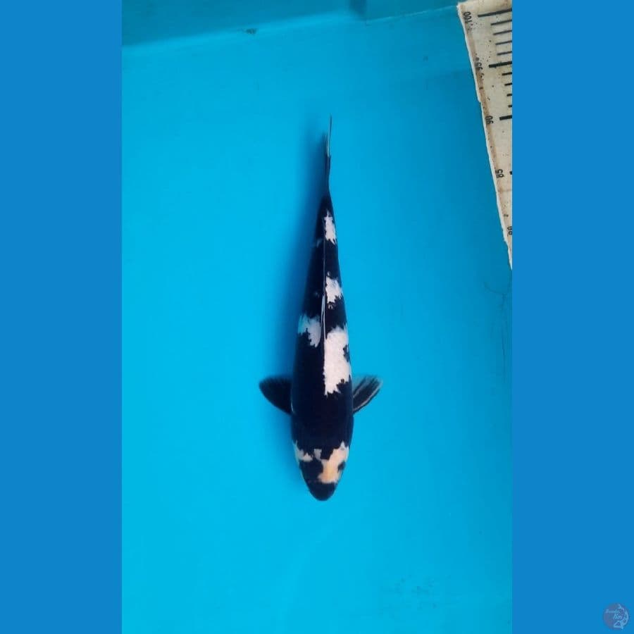 Shiro 31cm male