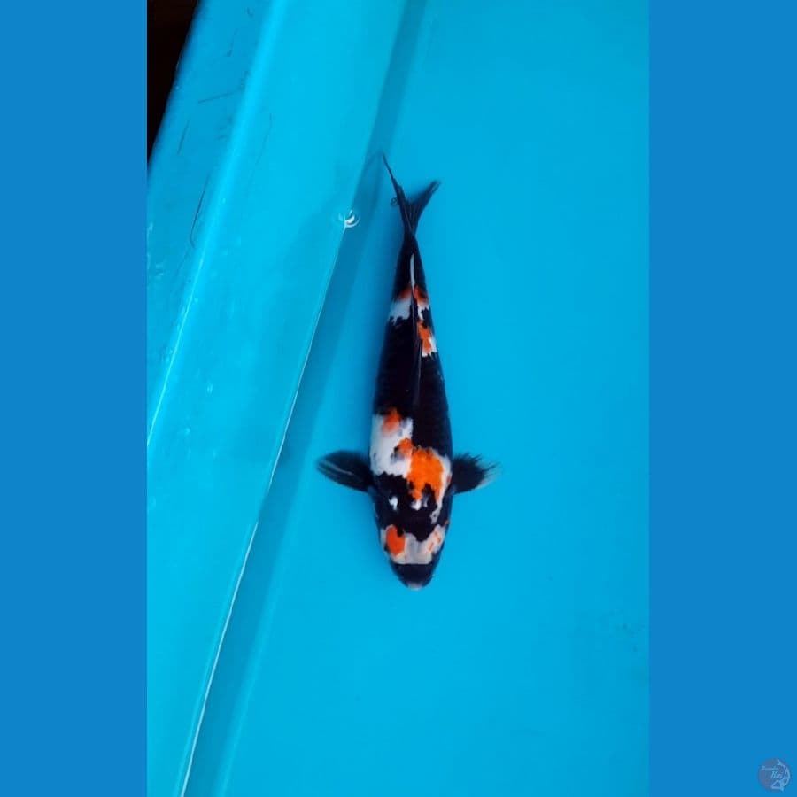 Showa 31cm female